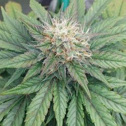 Nasiona marihuany Cookies Gelato - odmiana konopi