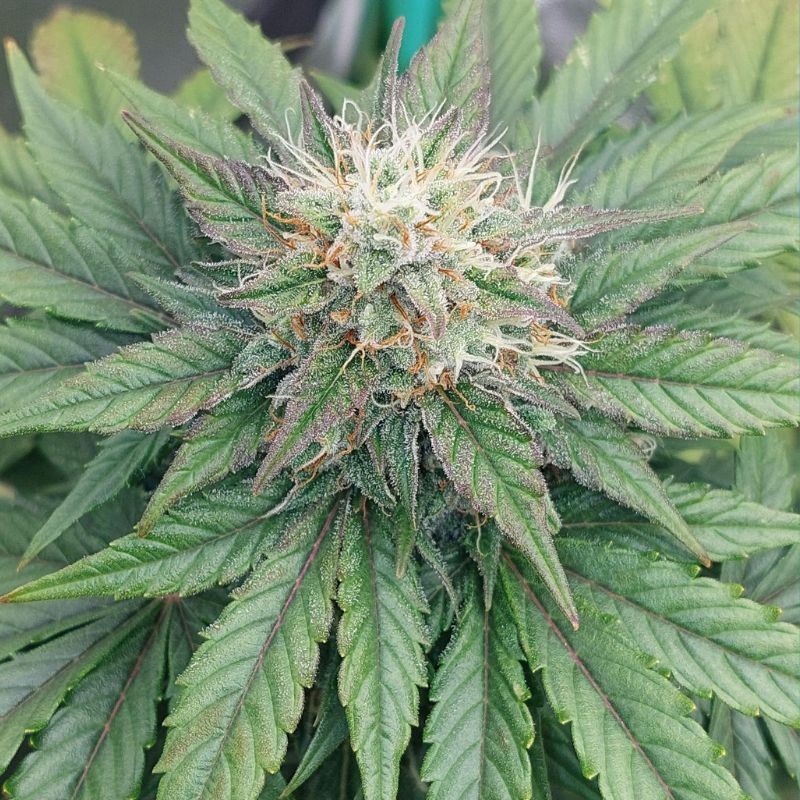 Nasiona marihuany Cookies Gelato - odmiana konopi