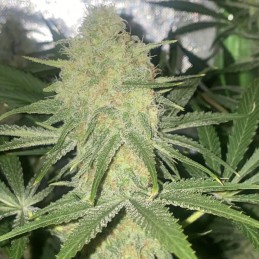 Nasiona marihuany Green Gelato - odmiana konopi