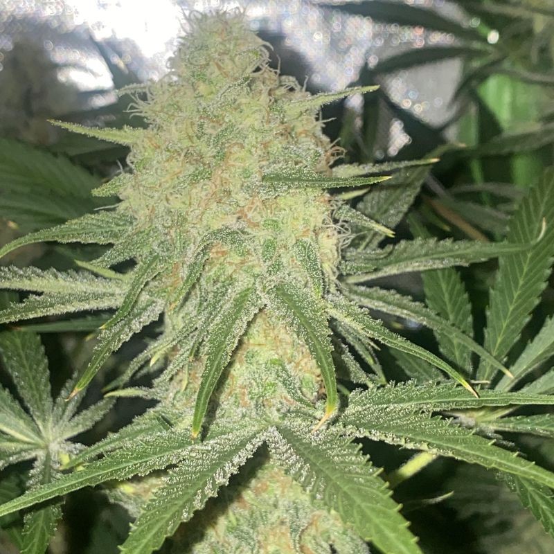Nasiona marihuany Green Gelato - odmiana konopi