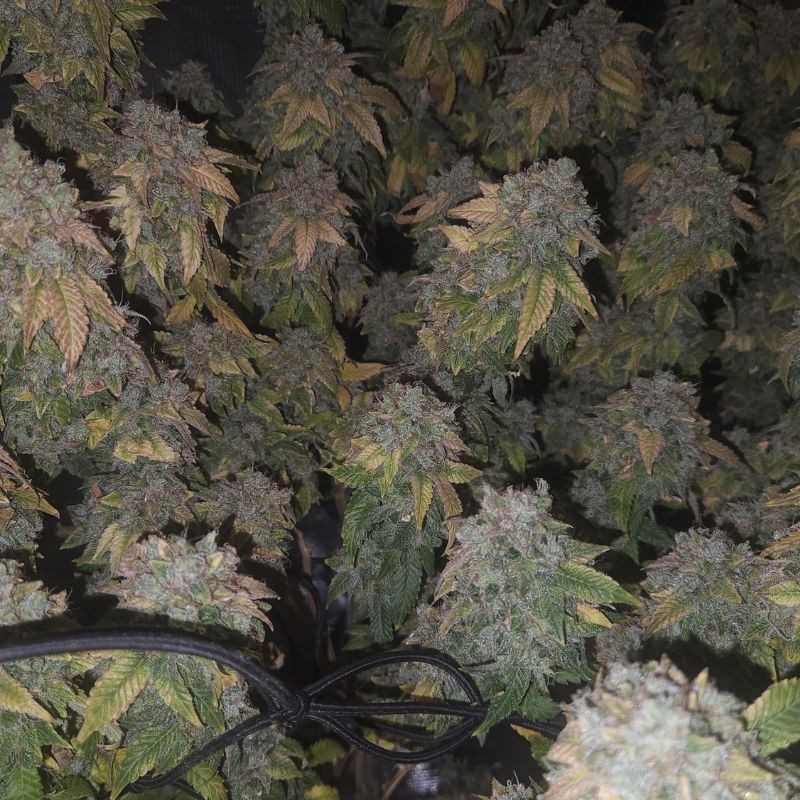 Nasiona marihuany Fruit Spirit - odmiana konopi