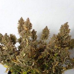 Nasiona marihuany Fat Banana - odmiana konopi