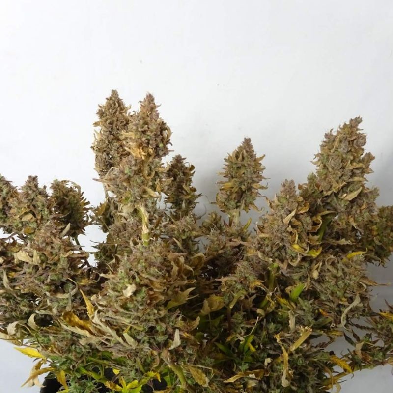 Nasiona marihuany Fat Banana - odmiana konopi