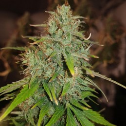 Nasiona marihuany automatyczne Fast Eddy Automatic CBD - odmiana konopi