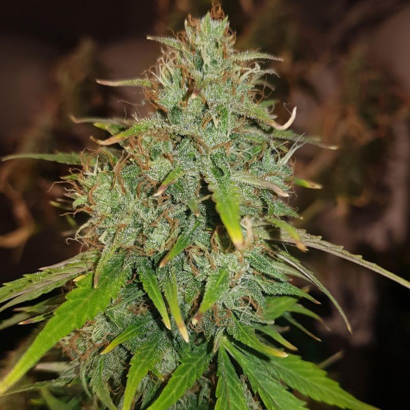 Nasiona marihuany automatyczne Fast Eddy Automatic CBD - odmiana konopi