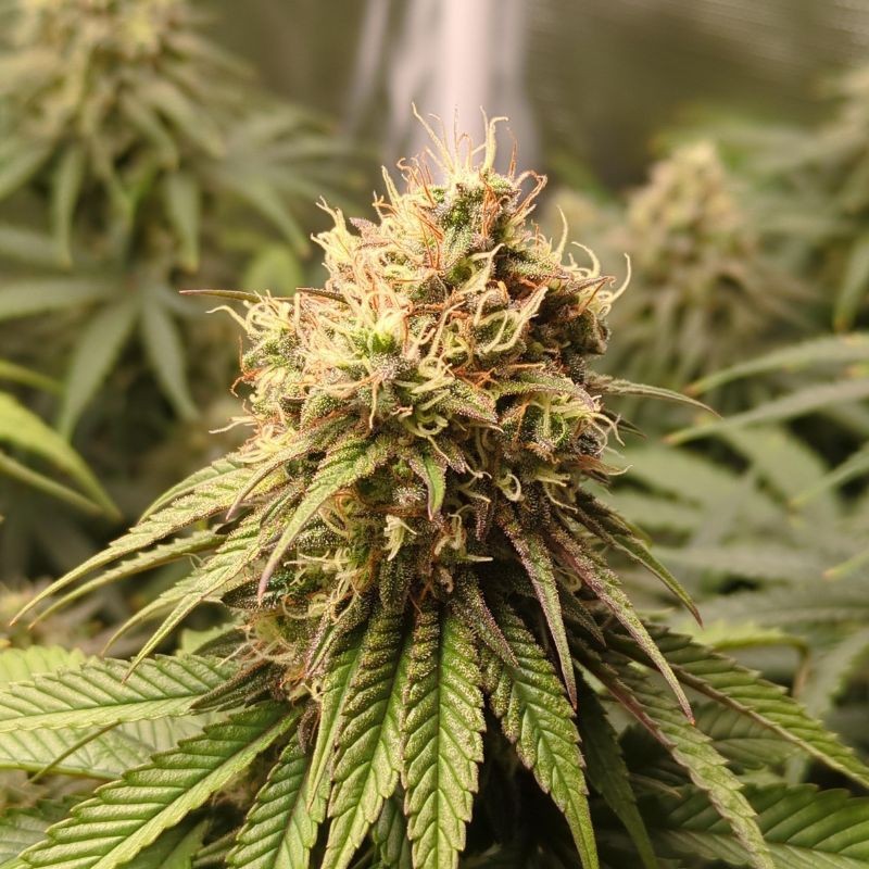 Nasiona medycznej marihuany Euphoria CBD - odmiana konopi