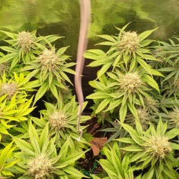 Nasiona marihuany automatyczne Easy Bud Auto - odmiana konopi
