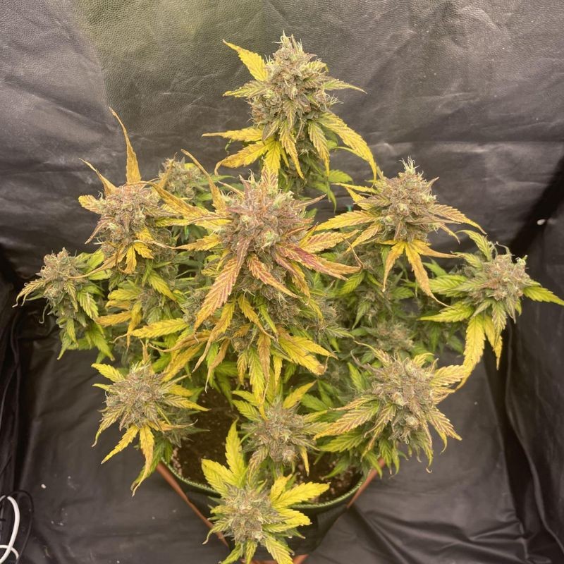 Nasiona marihuany automatyczne Diesel Automatic - odmiana konopi