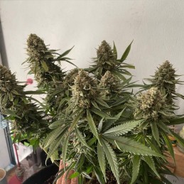 Nasiona marihuany Chocolate Haze - odmiana konopi