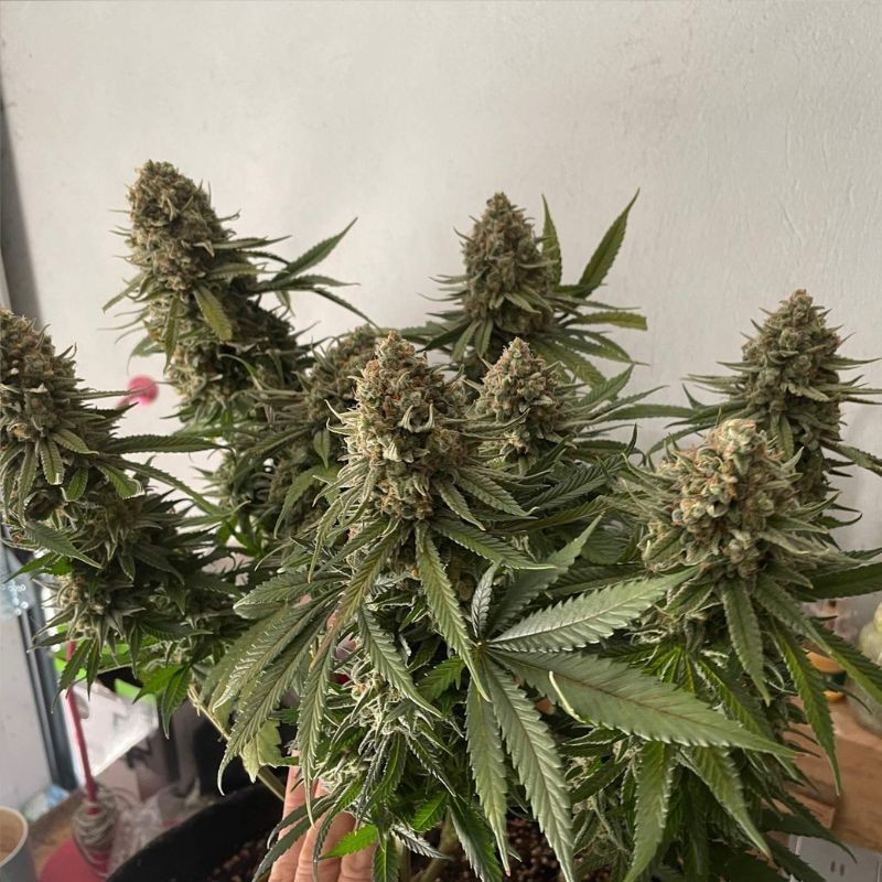 Nasiona marihuany Chocolate Haze - odmiana konopi