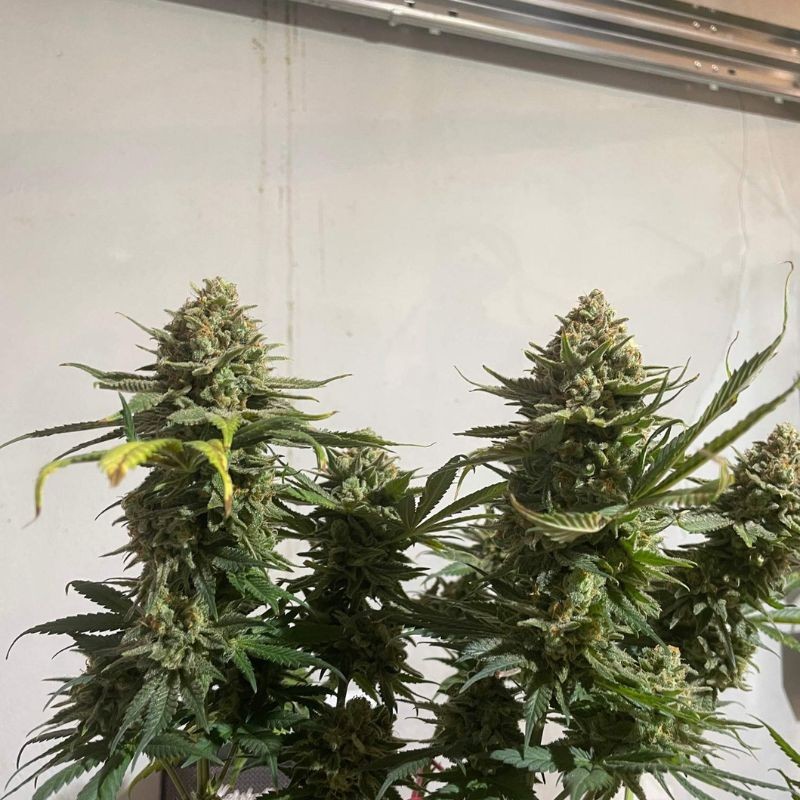 Nasiona marihuany Candy Kush Express Fast Version - odmiana konopi