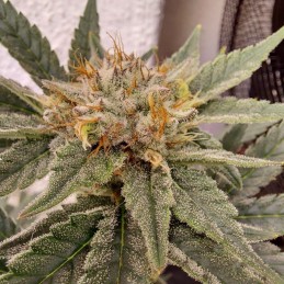 Nasiona marihuany Bubblegum XL - odmiana konopi