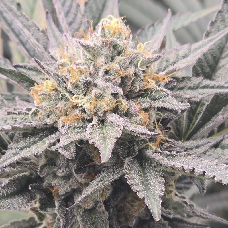 Nasiona marihuany automatyczne Bubble Kush Automatic - odmiana konopi