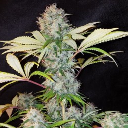 Nasiona marihuany Bubble Kush - odmiana konopi