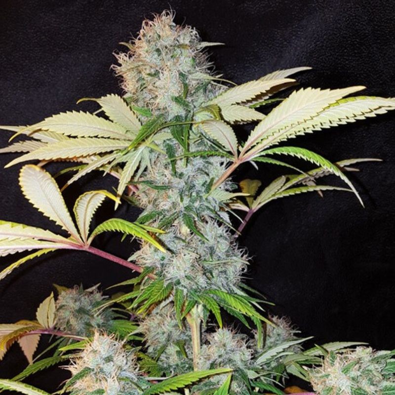 Nasiona marihuany Bubble Kush - odmiana konopi