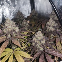 Nasiona marihuany Blue Mystic - odmiana konopi