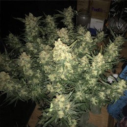 Nasiona marihuany automatyczne Amnesia Haze Automatic - odmiana konopi