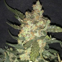 Nasiona marihuany Blue Cheese - odmiana konopi