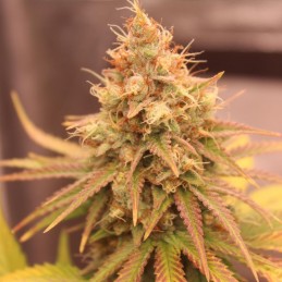 Nasiona marihuany Triple G - opis odmiany konopi