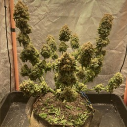 Nasiona marihuany Tatanka Pure CBD - opis odmiany konopi