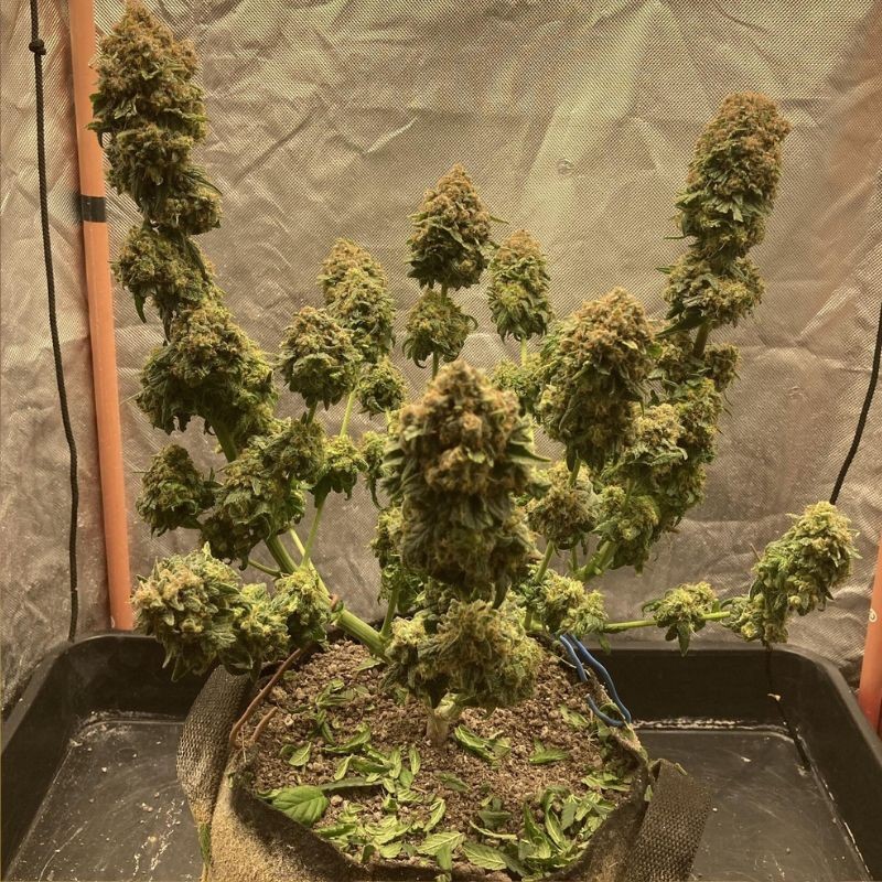 Nasiona marihuany Tatanka Pure CBD - opis odmiany konopi