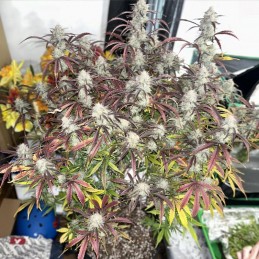 Nasiona marihuany automatyczne Sweet ZZ Automatic - opis odmiany konopi