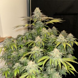 Nasiona marihuany Shogun - opis odmiany konopi