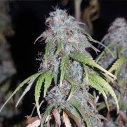 Nasiona medycznej marihuany Purplematic CBD - opis odmiany konopi