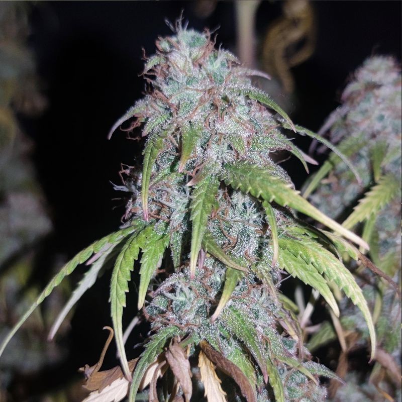 Nasiona medycznej marihuany Purplematic CBD - opis odmiany konopi