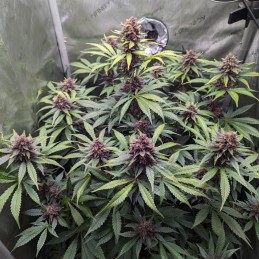 Nasiona marihuany automatyczne Purple Queen Automatic - opis odmiany konopi