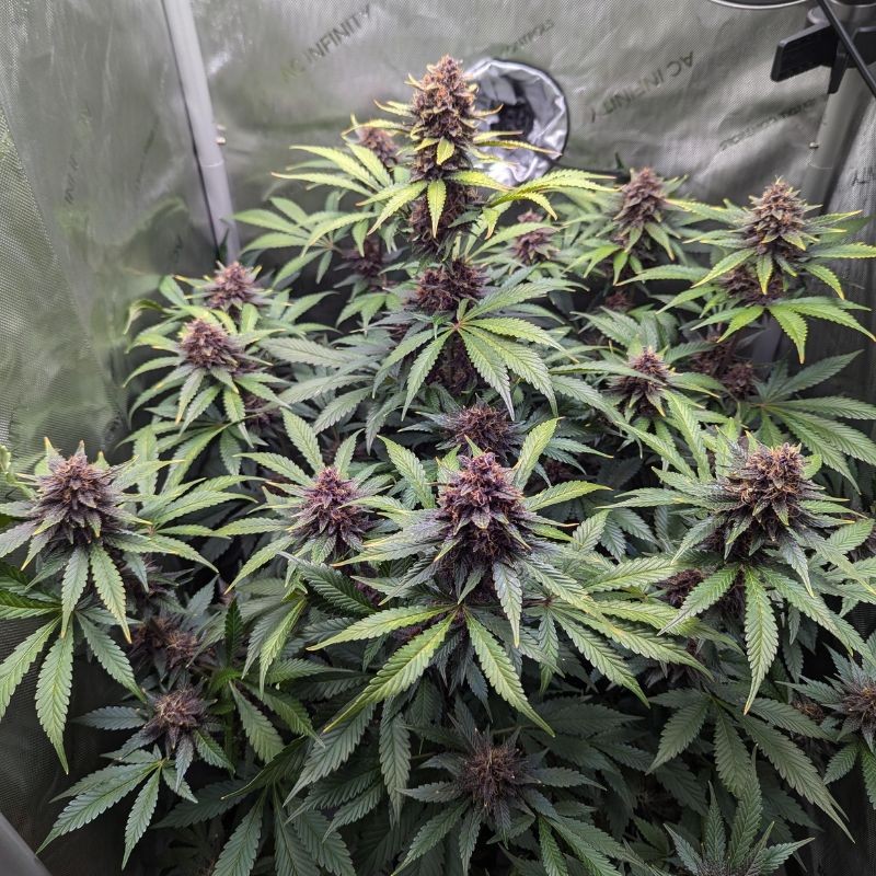Nasiona marihuany automatyczne Purple Queen Automatic - opis odmiany konopi