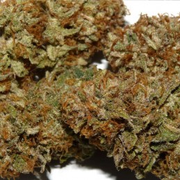 Nasiona marihuany Legendary OG Punch - opis odmiany konopi