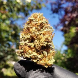 Nasiona marihuany automatyczne Haze Berry Automatic - odmiana konopi