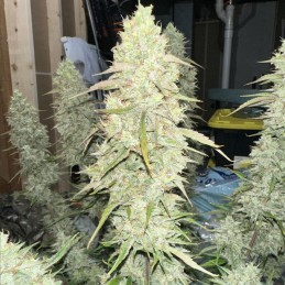 Nasiona marihuany automatyczne Green Gelato Auto - odmiana konopi