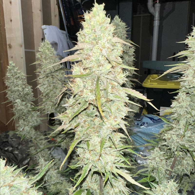 Nasiona marihuany automatyczne Green Gelato Auto - odmiana konopi