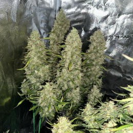 Nasiona marihuany Green Crack Punch - odmiana konopi