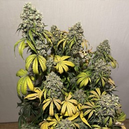 Regularne nasiona marihuany Wonder Woman Regular - opis odmiany konopi