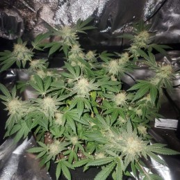 Nasiona marihuany Wonder Woman - opis odmiany konopi