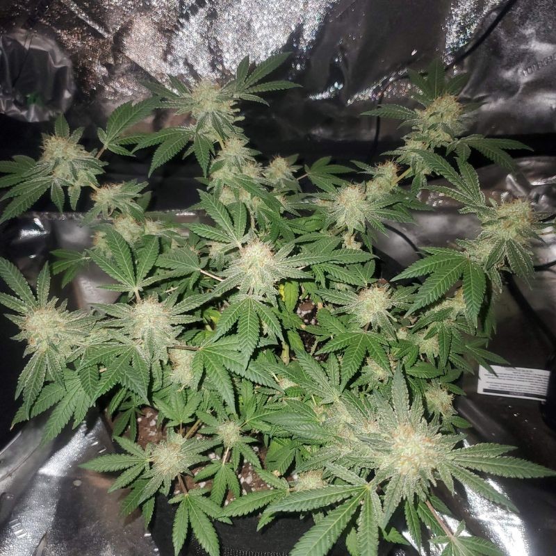 Nasiona marihuany Wonder Woman - opis odmiany konopi