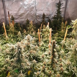 regularne nasiona marihuany White Widow Regular - opis odmiany konopi