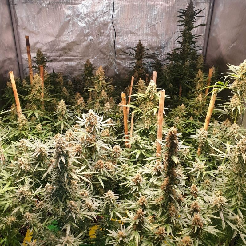 regularne nasiona marihuany White Widow Regular - opis odmiany konopi