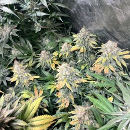 Nasiona marihuany White Rhino - opis odmiany konopi