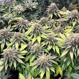 Nasiona marihuany Swiss Cheese Regular - opis odmiany konopi