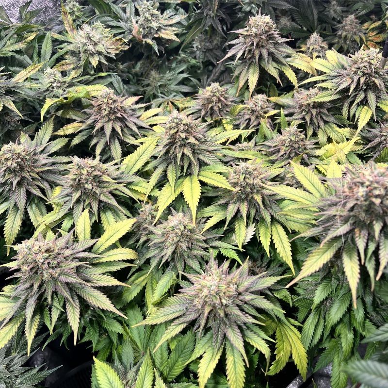 Nasiona marihuany Swiss Cheese Regular - opis odmiany konopi