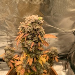 Nasiona marihuany Super Skunk Regular - opis odmiany konopi