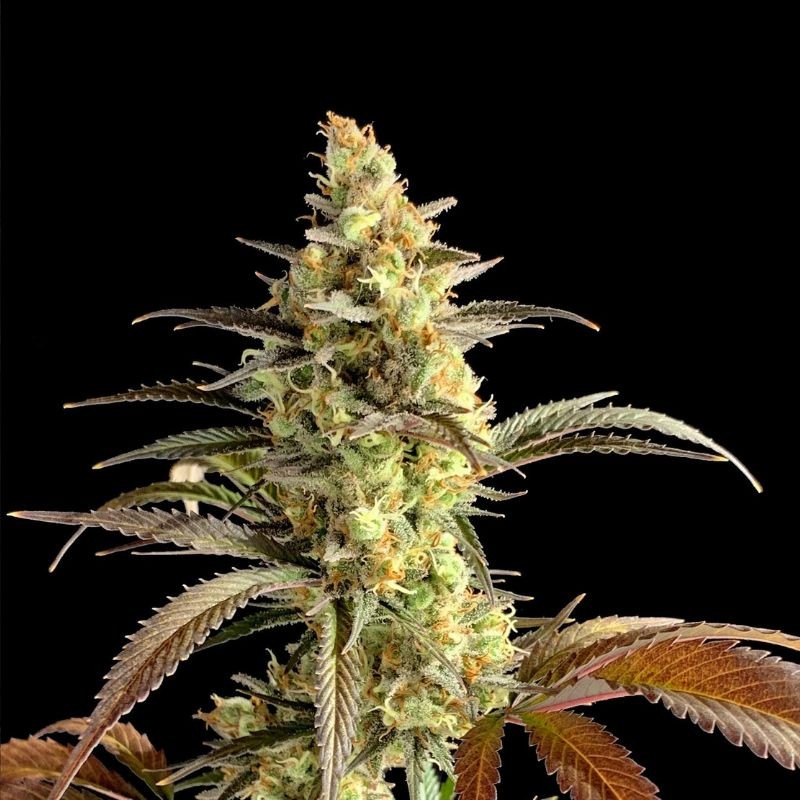 Nasiona marihuany Sterling Haze Regular - opis odmiany konopi