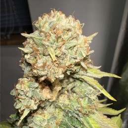 Nasiona marihuany Somango XXL - opis odmiany konopi