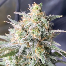 Nasiona marihuany Snow White Regular - opis odmiany konopi