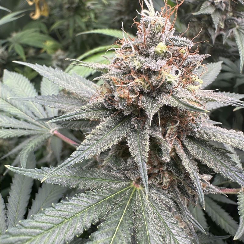 Nasiona marihuany Skunk 1 Regular - opis odmiany konopi