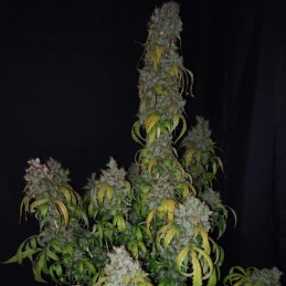 Nasiona marihuany Royal Flush - opis odmiany konopi